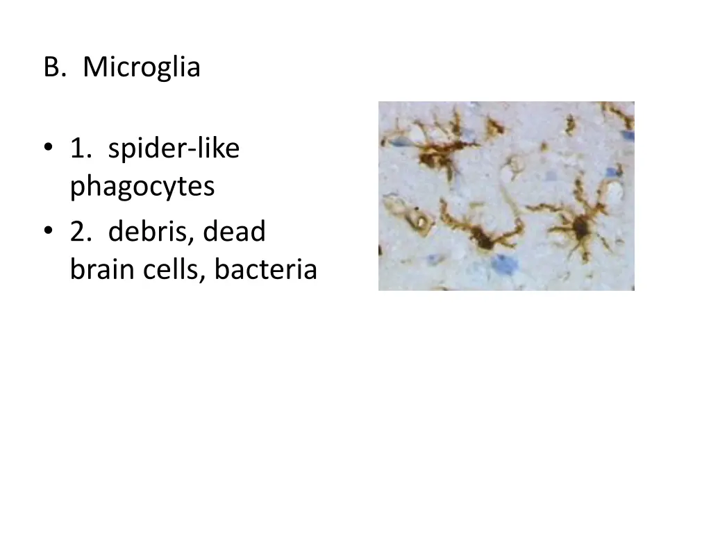 b microglia