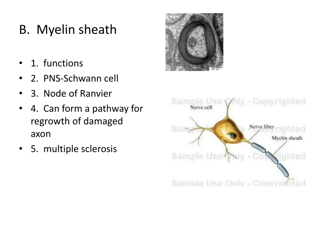 b myelin sheath