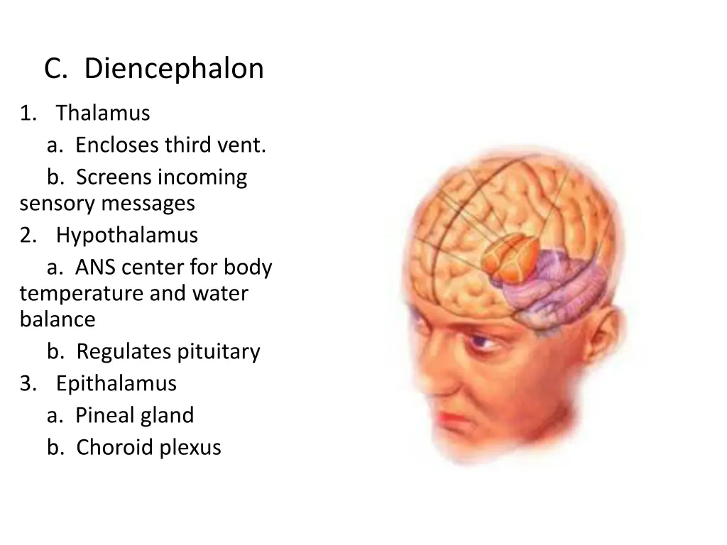 c diencephalon