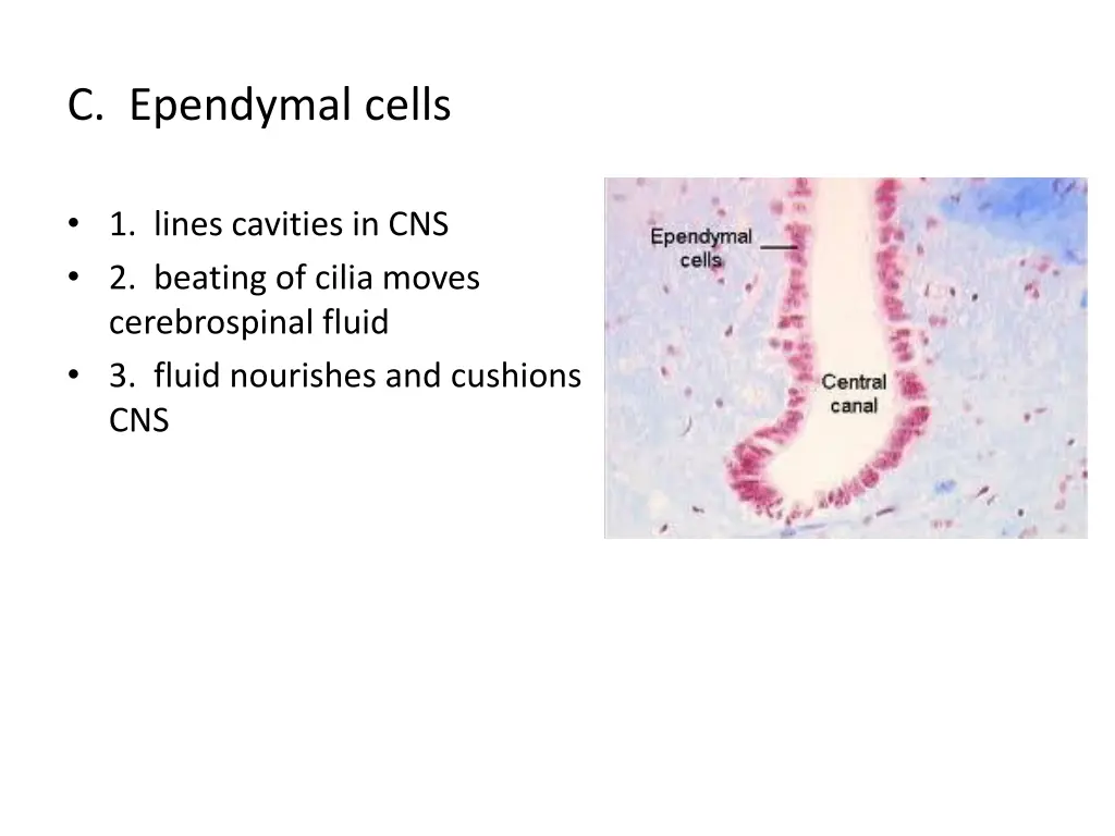 c ependymal cells