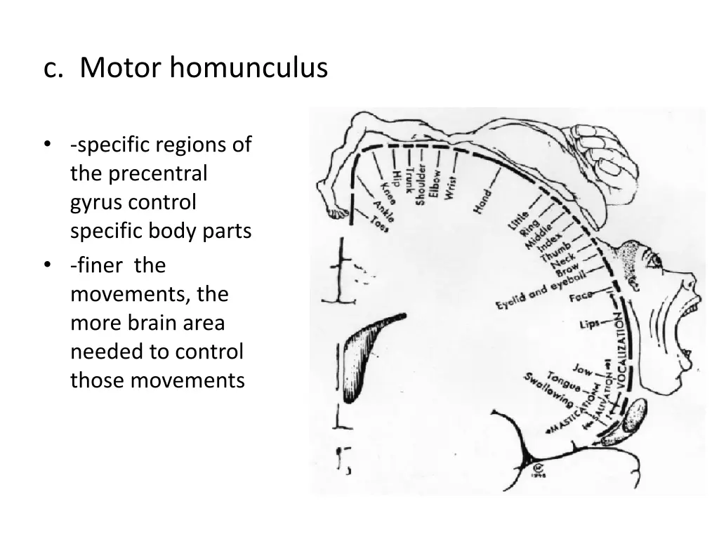 c motor homunculus