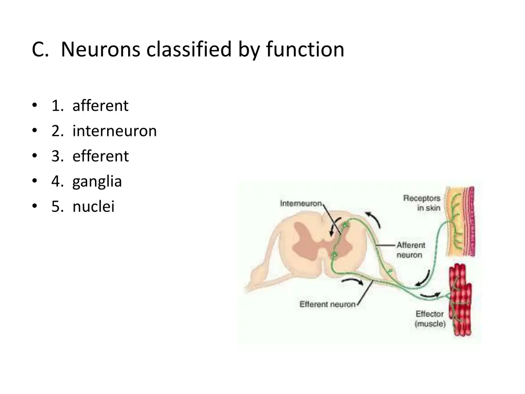 c neurons classified by function