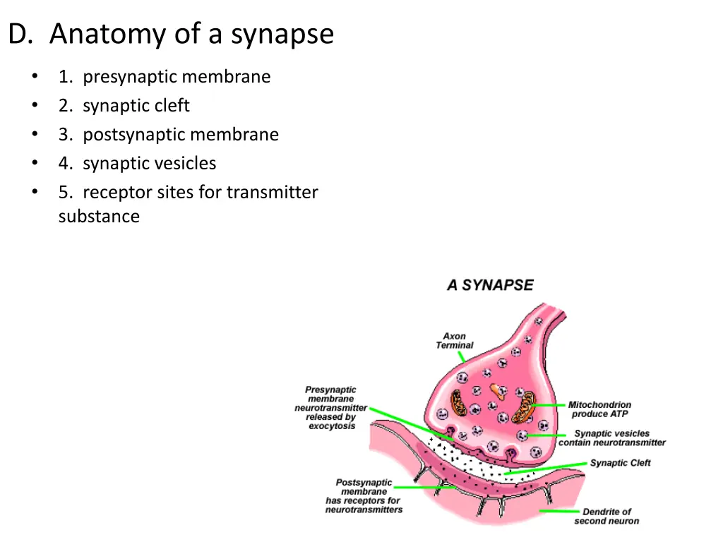 d anatomy of a synapse