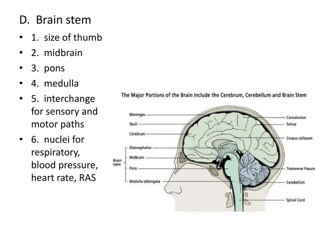 d brain stem 1 size of thumb 2 midbrain 3 pons