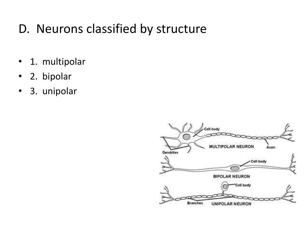 d neurons classified by structure