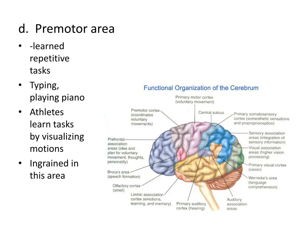 d premotor area learned repetitive tasks typing