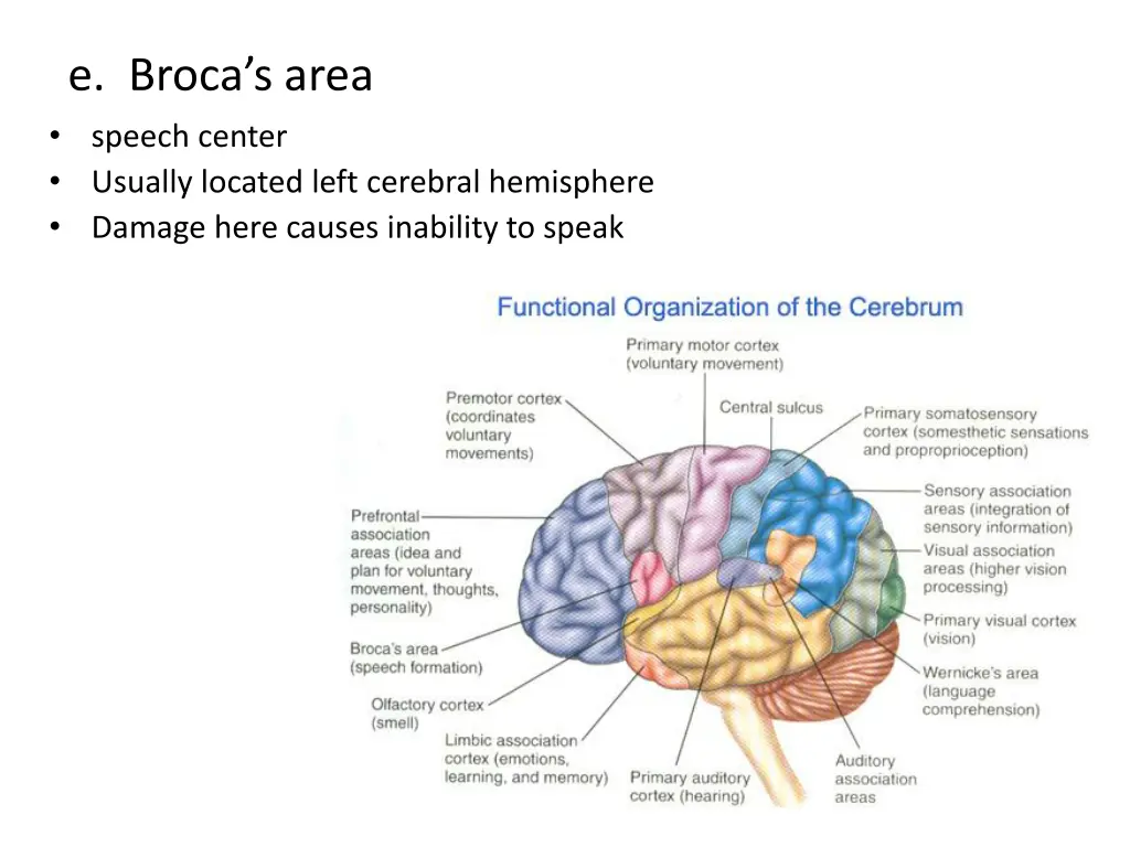 e broca s area speech center usually located left