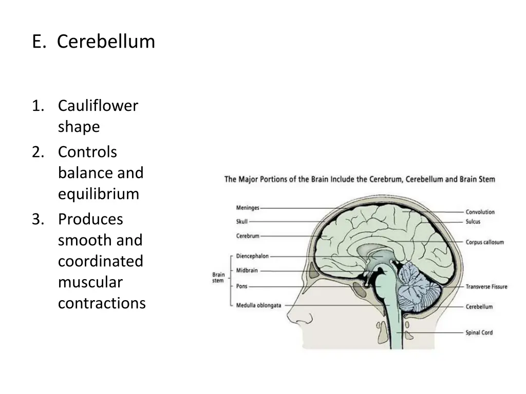 e cerebellum