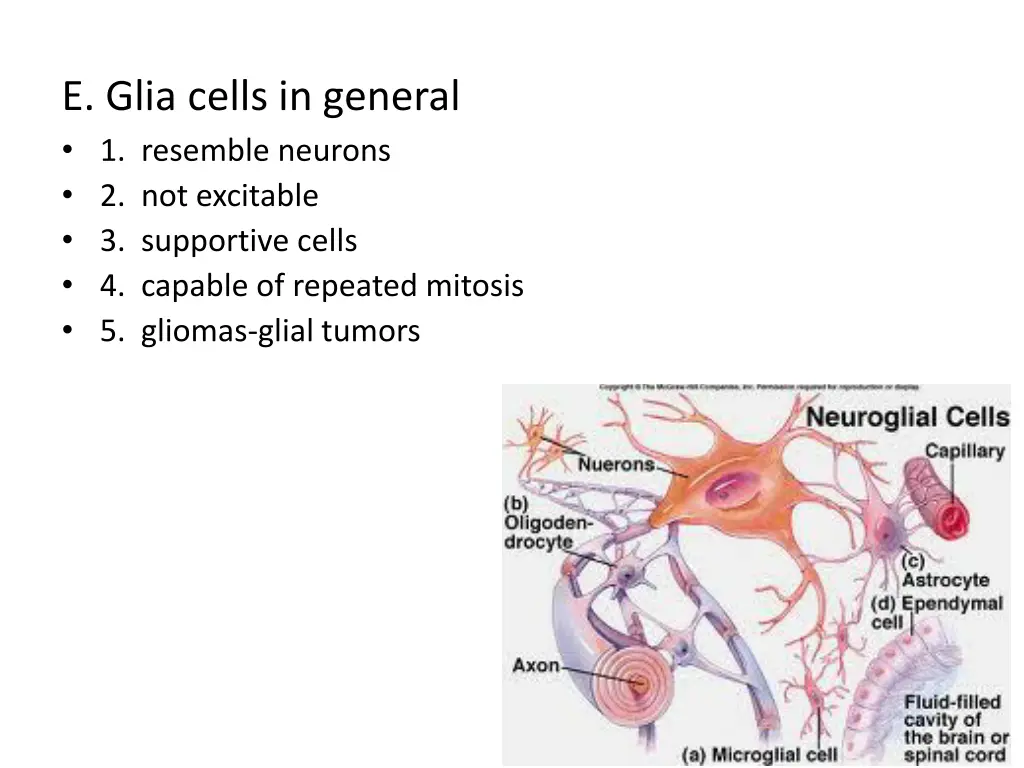 e glia cells in general 1 resemble neurons