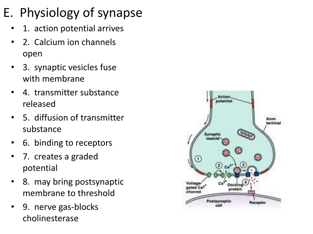 e physiology of synapse 1 action potential