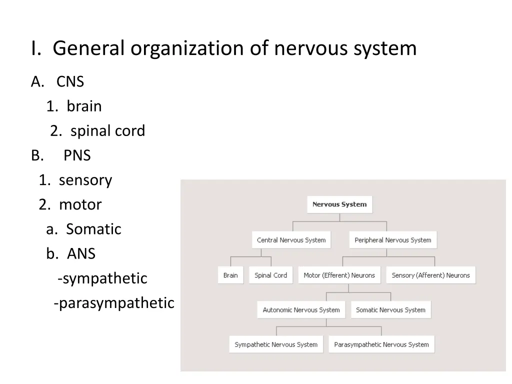 i general organization of nervous system