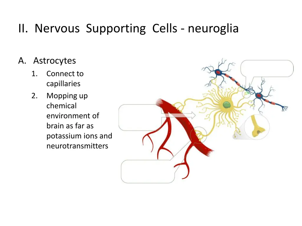 ii nervous supporting cells neuroglia