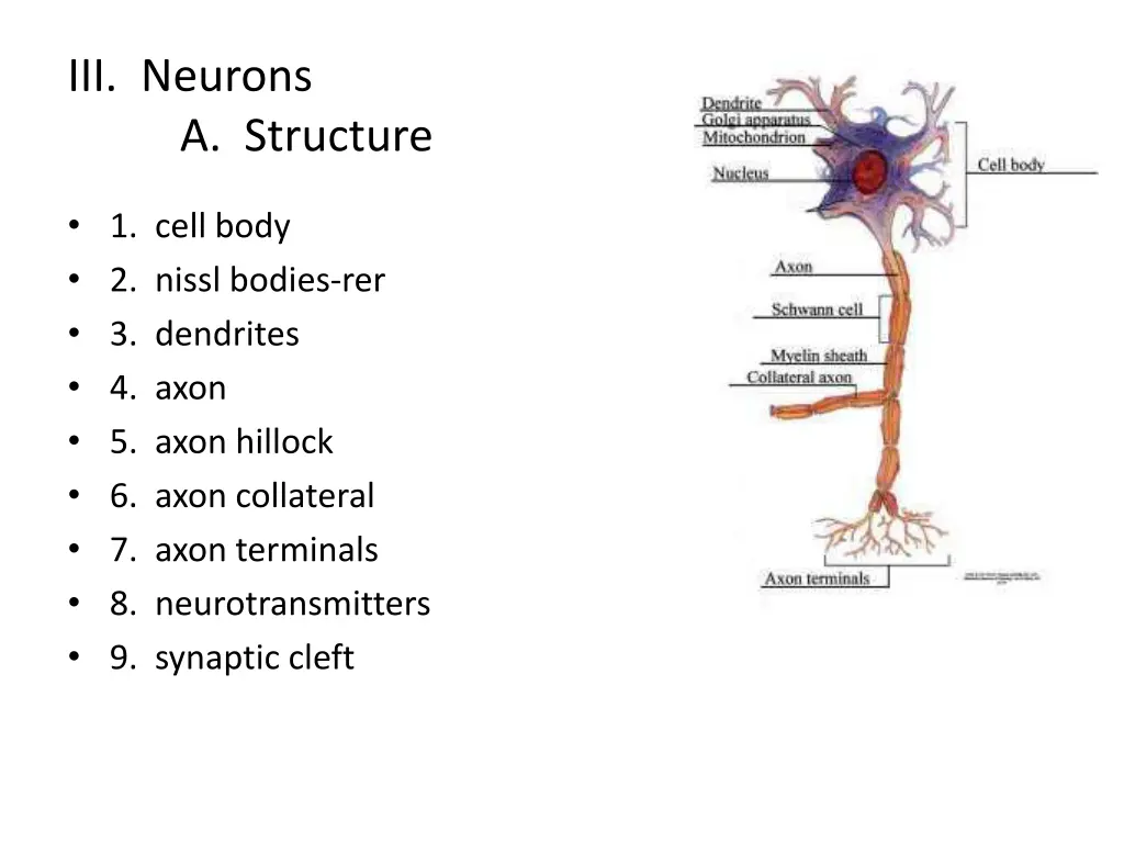 iii neurons a structure