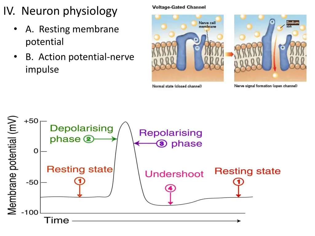 iv neuron physiology a resting membrane potential