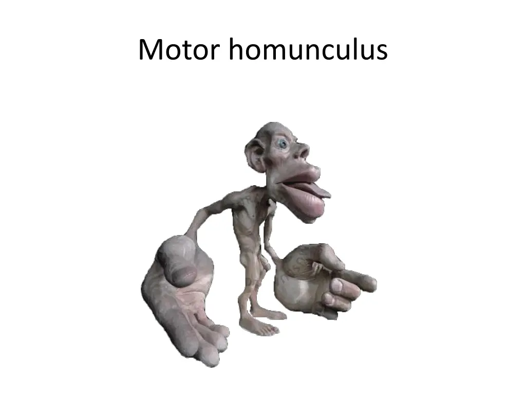 motor homunculus