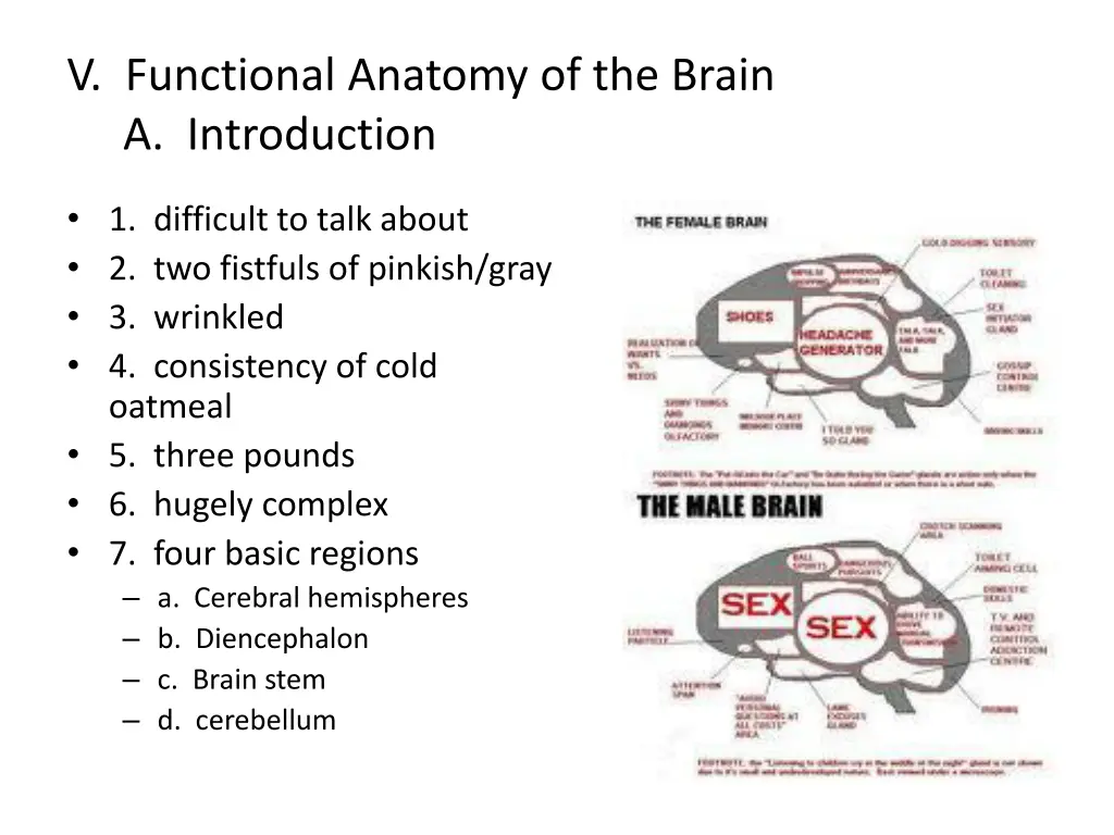 v functional anatomy of the brain a introduction