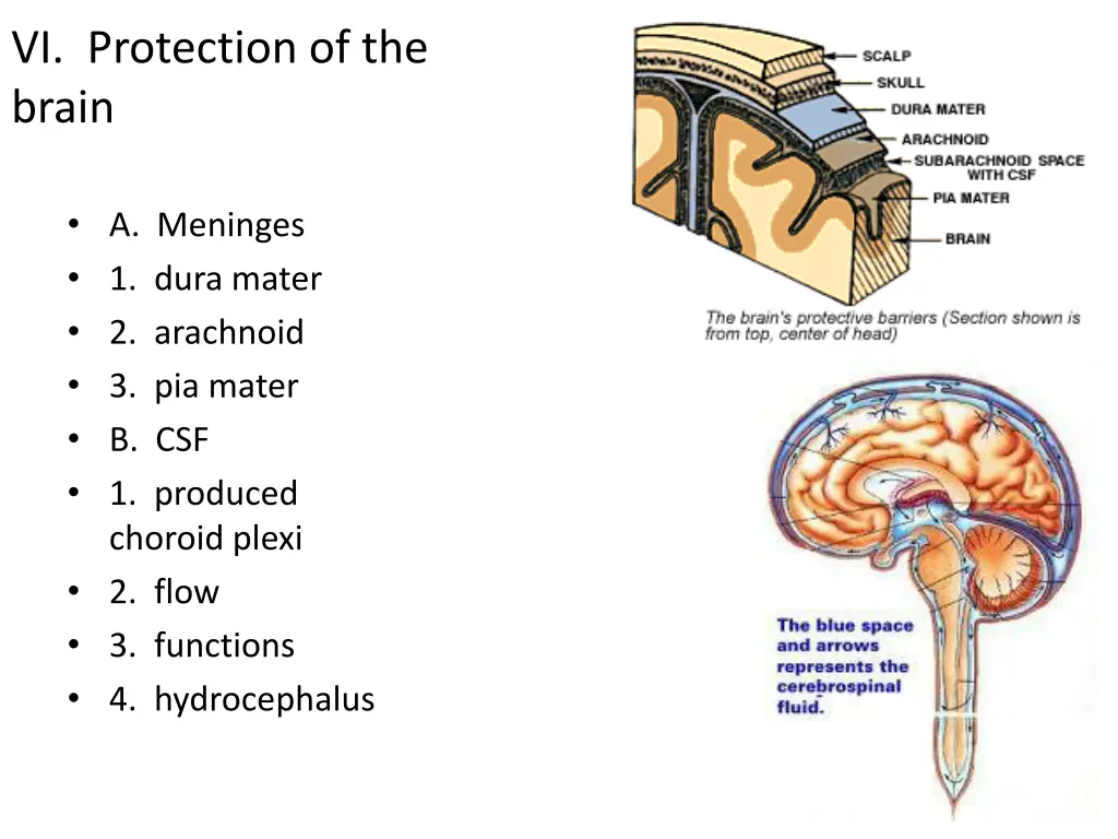 vi protection of the brain