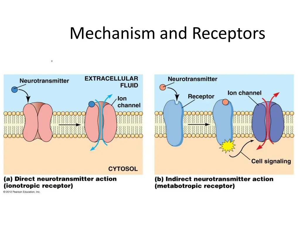 mechanism and receptors