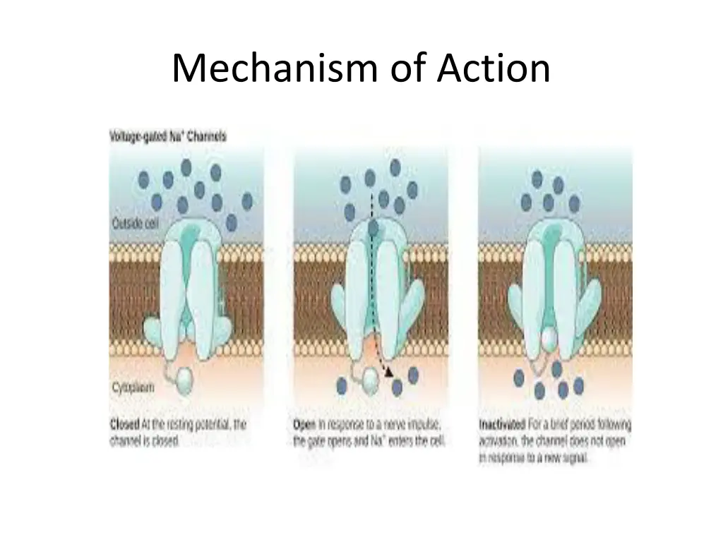 mechanism of action