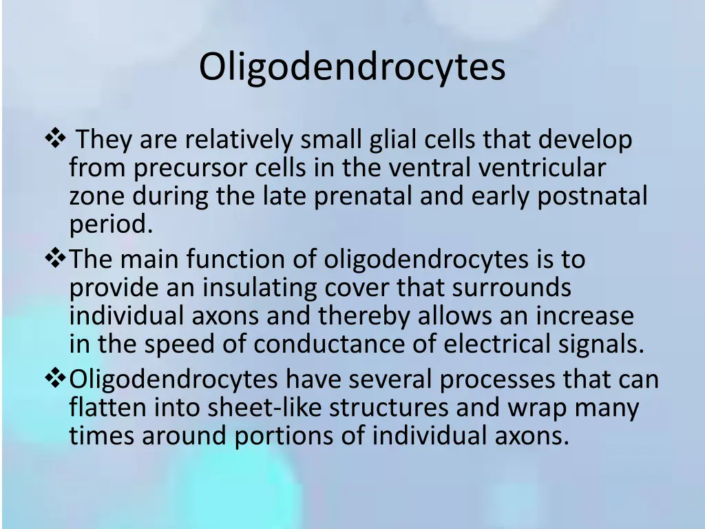 oligodendrocytes