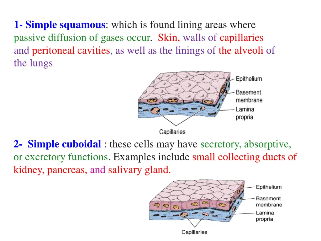 1 simple squamous which is found lining areas