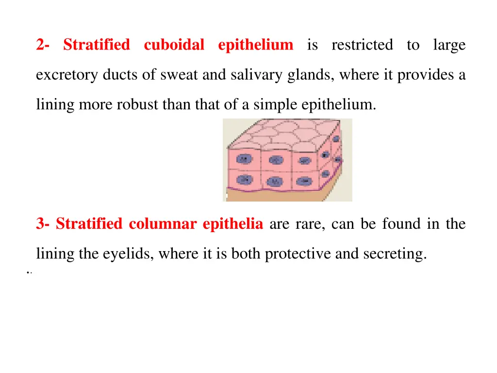 2 stratified cuboidal epithelium is restricted