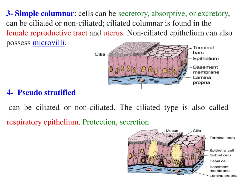 3 simple columnar cells can be secretory