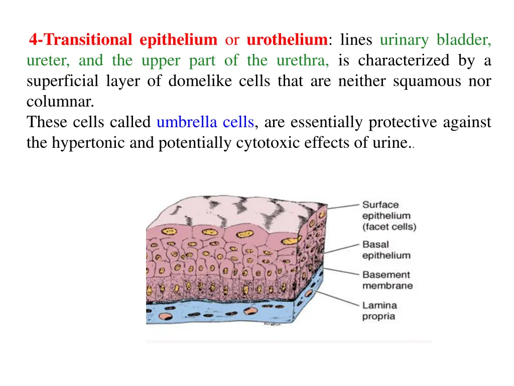 4 transitional epithelium or urothelium lines