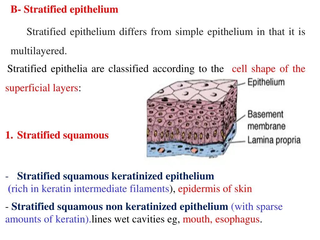 b stratified epithelium