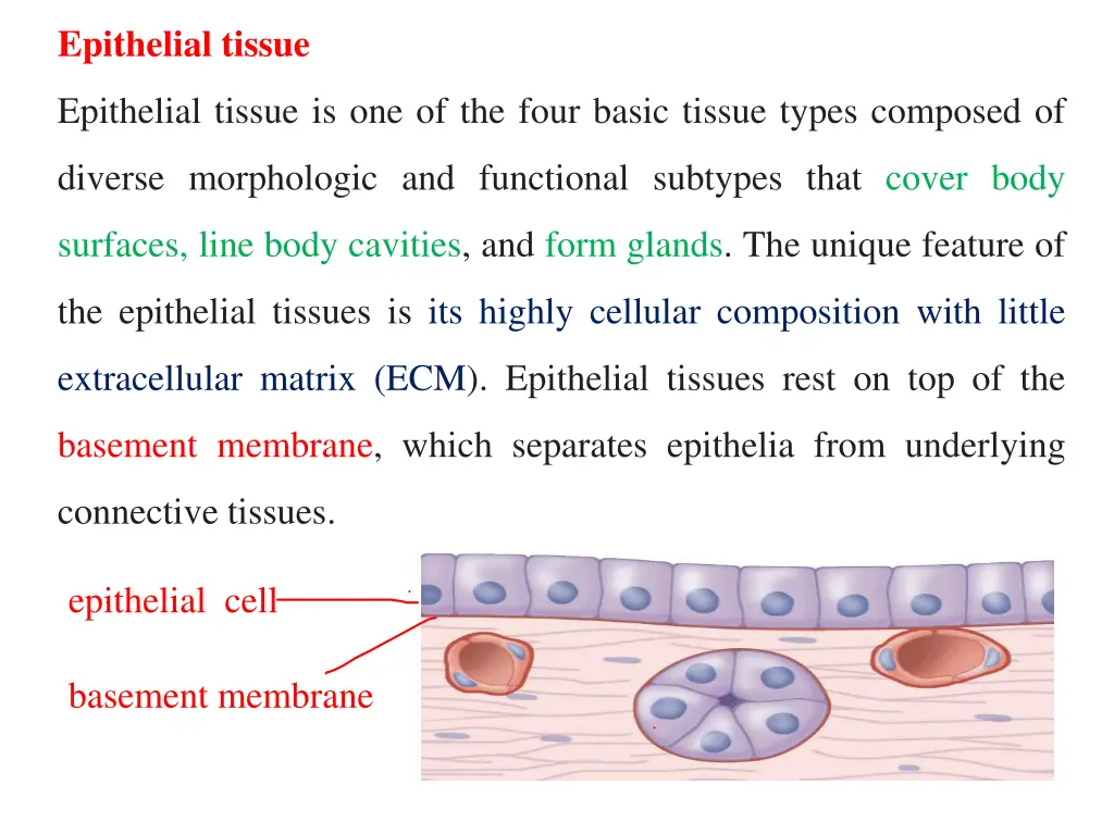 epithelial tissue