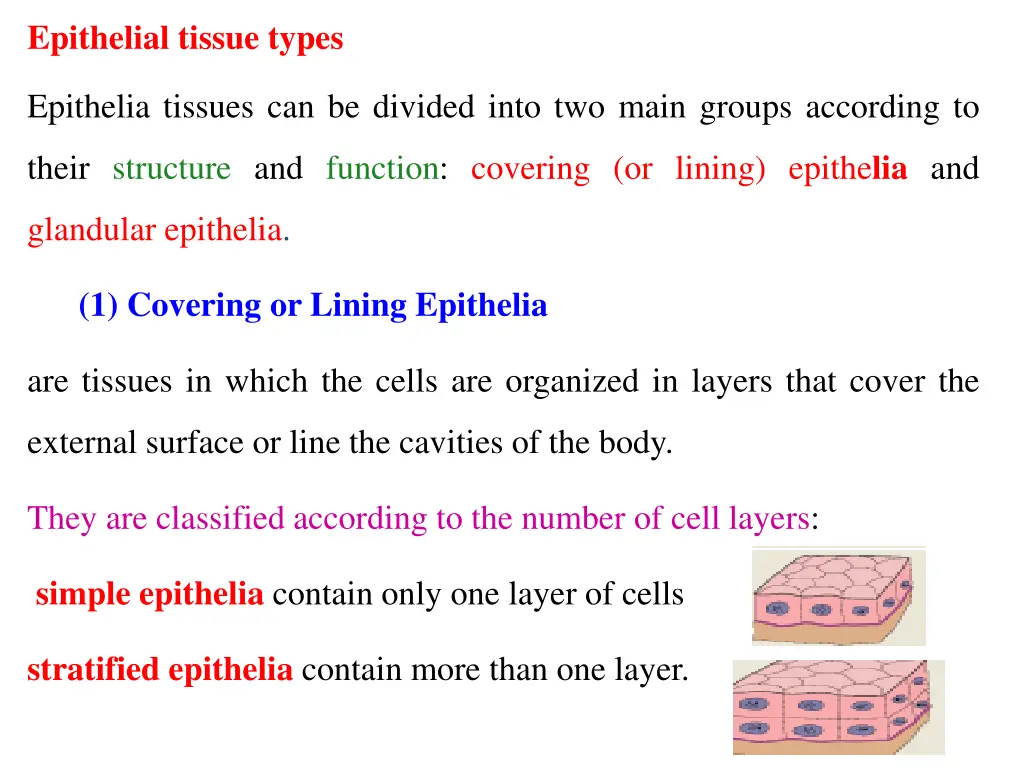 epithelial tissue types