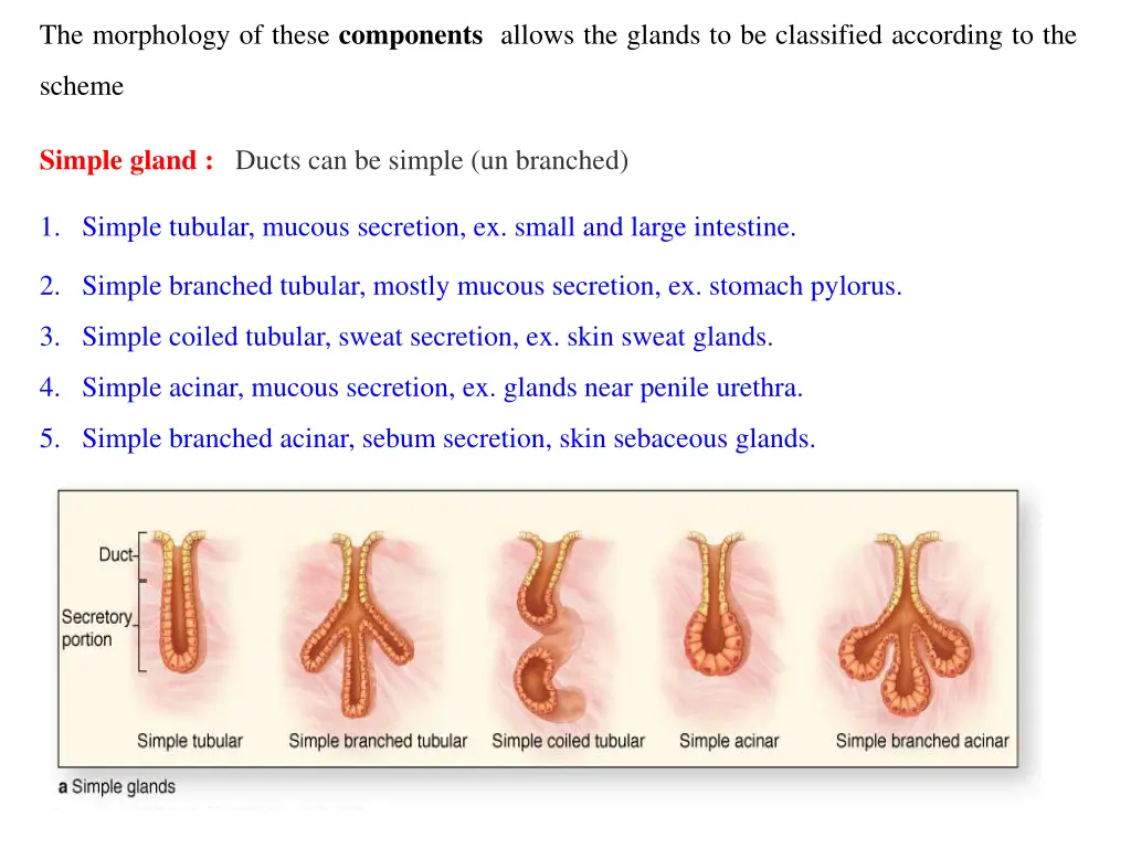 the morphology of these components allows