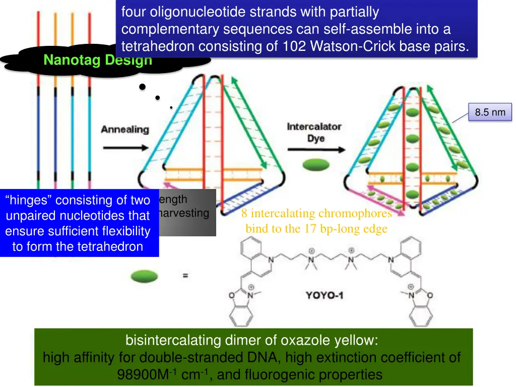 four oligonucleotide strands with partially