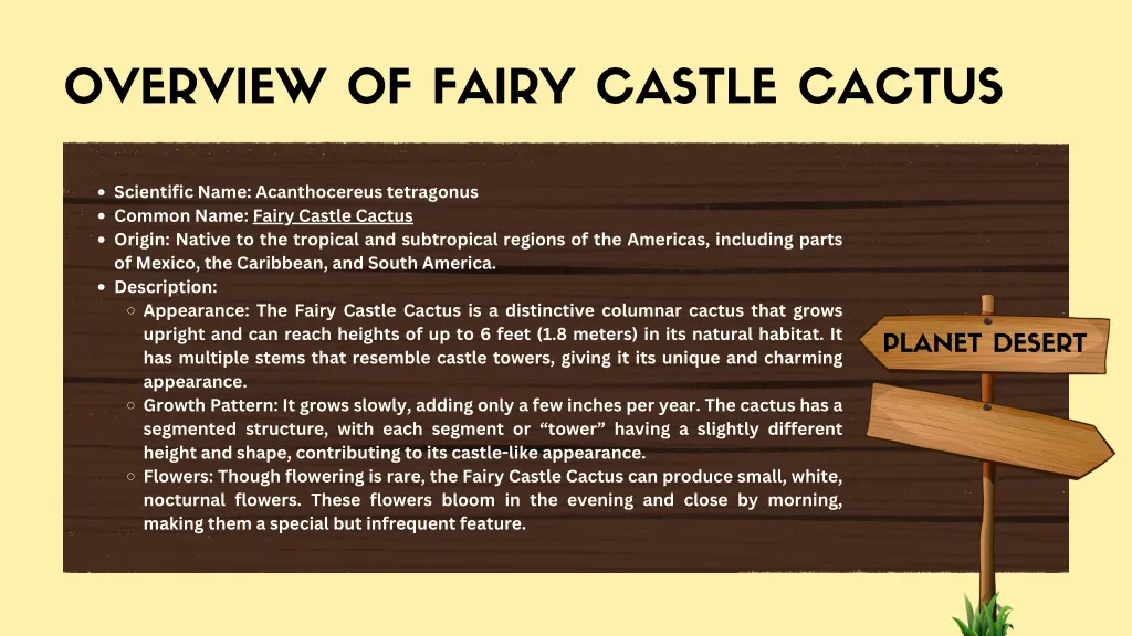 overview of fairy castle cactus