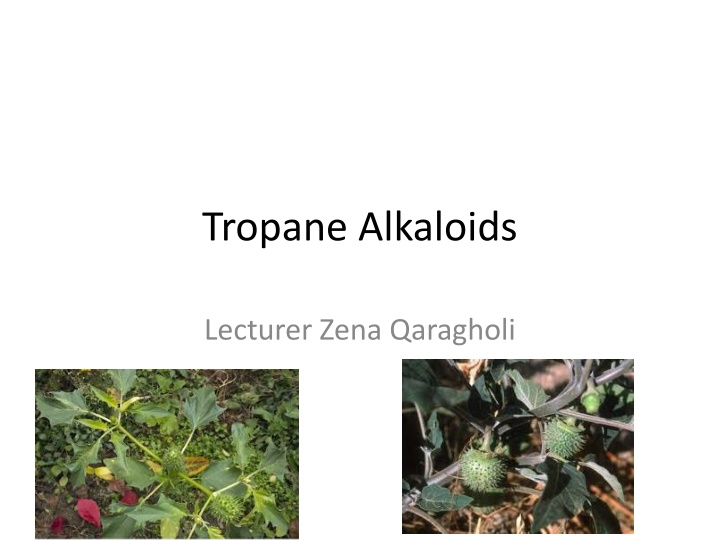 tropane alkaloids