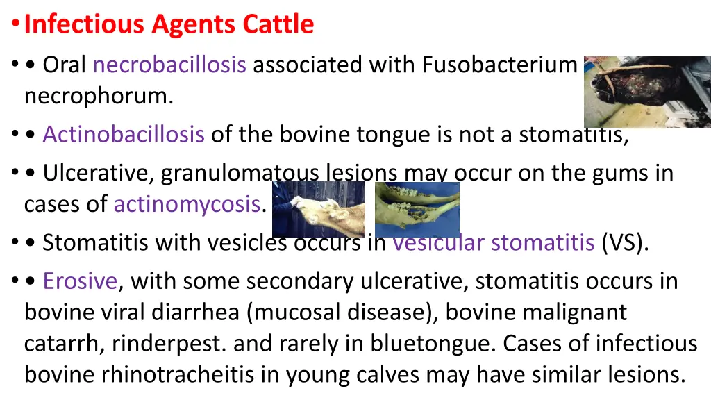 infectious agents cattle oral necrobacillosis