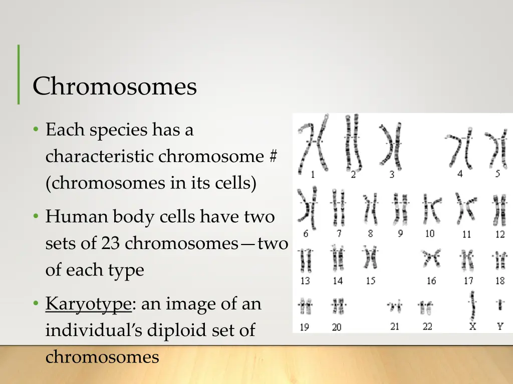 chromosomes 2