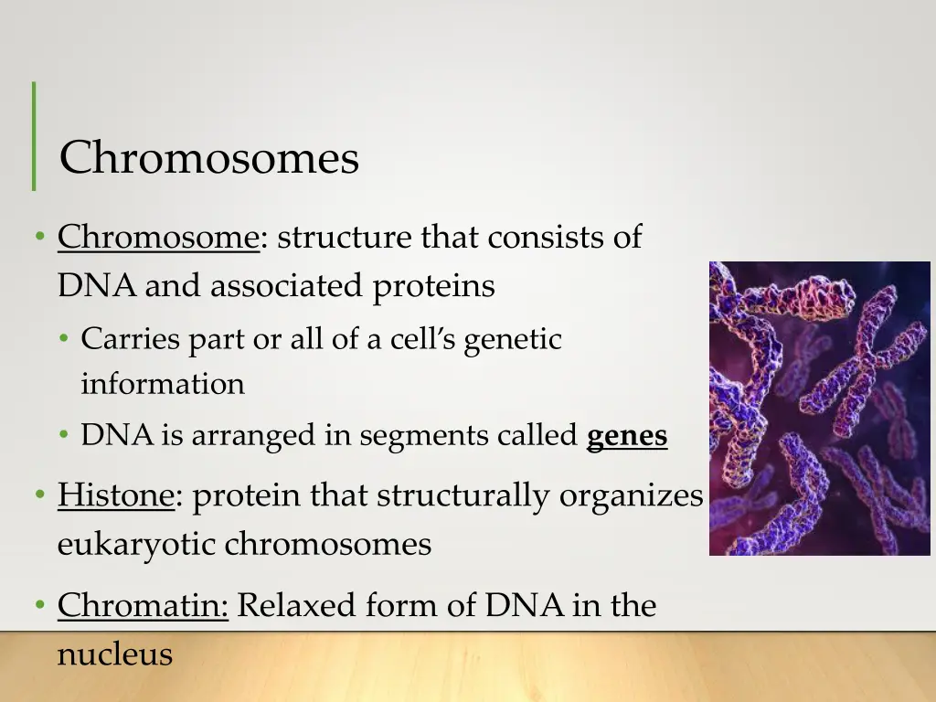 chromosomes