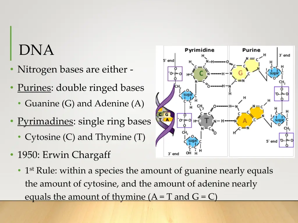 dna nitrogen bases are either