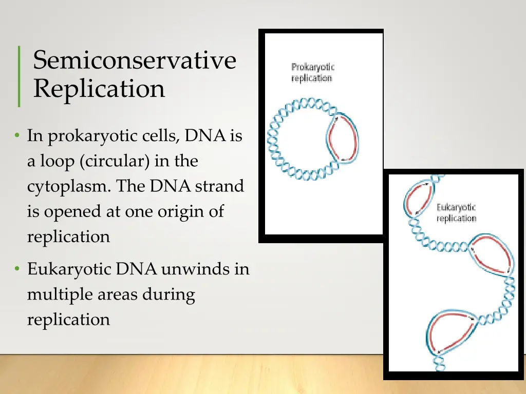 semiconservative replication 2