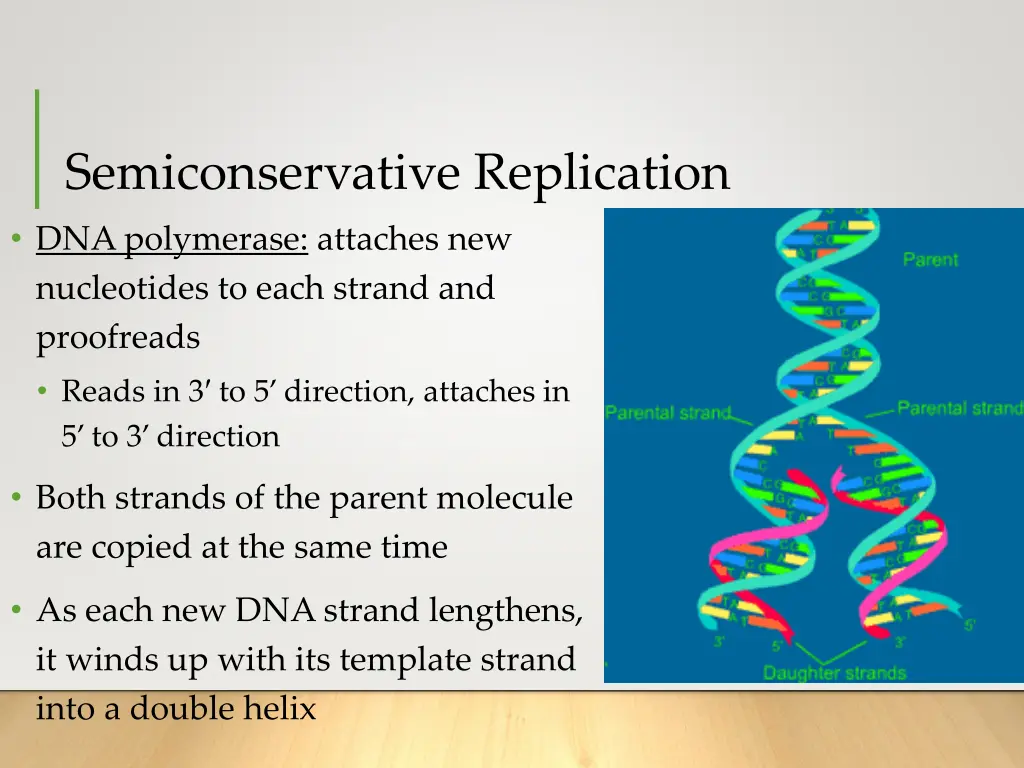 semiconservative replication dna polymerase