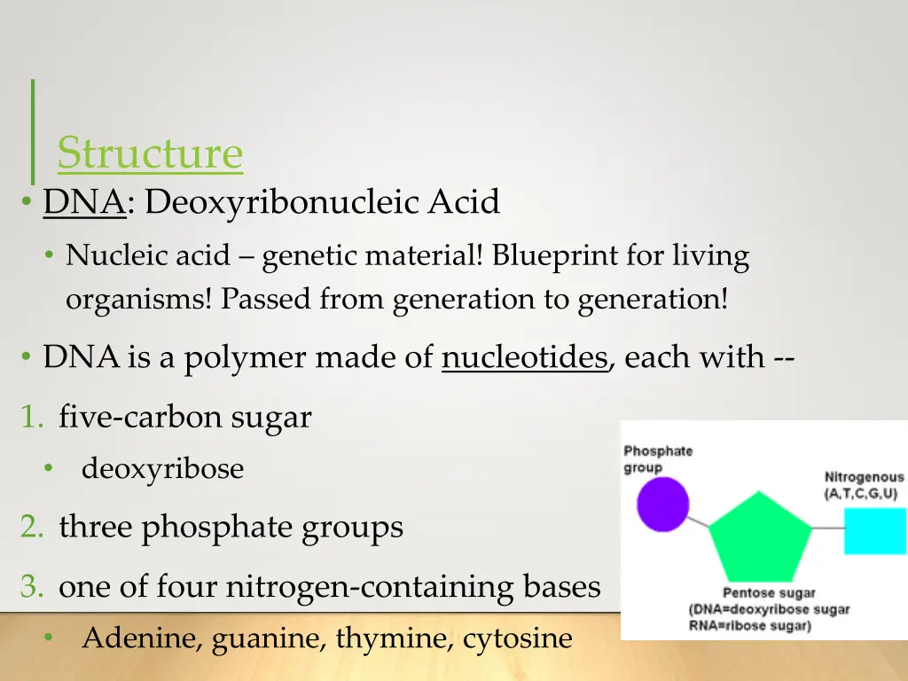 structure dna deoxyribonucleic acid nucleic acid