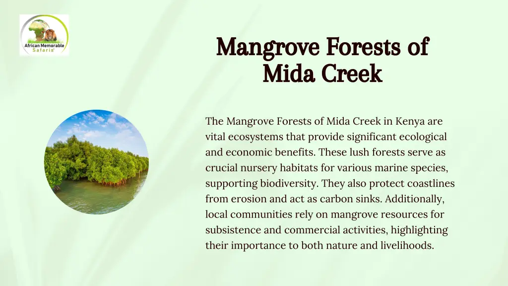 mangrove forests of mida creek