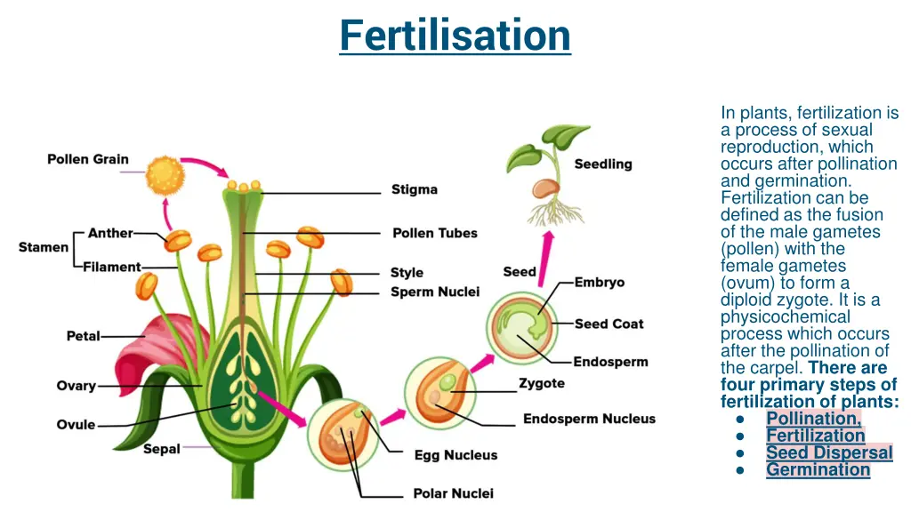 fertilisation