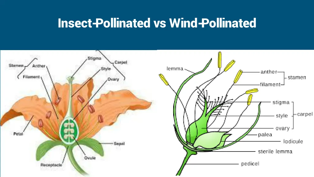 insect pollinated vs wind pollinated