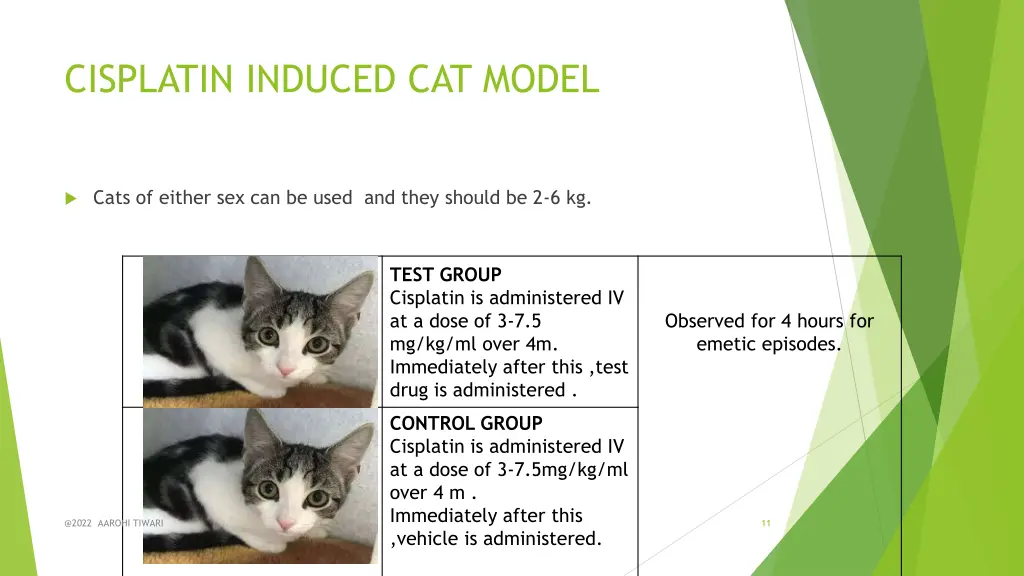 cisplatin induced cat model