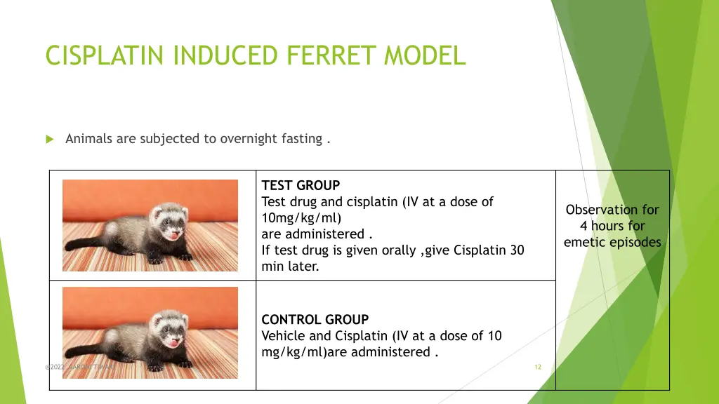 cisplatin induced ferret model