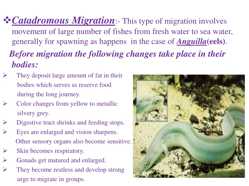 catadromous migration this type of migration