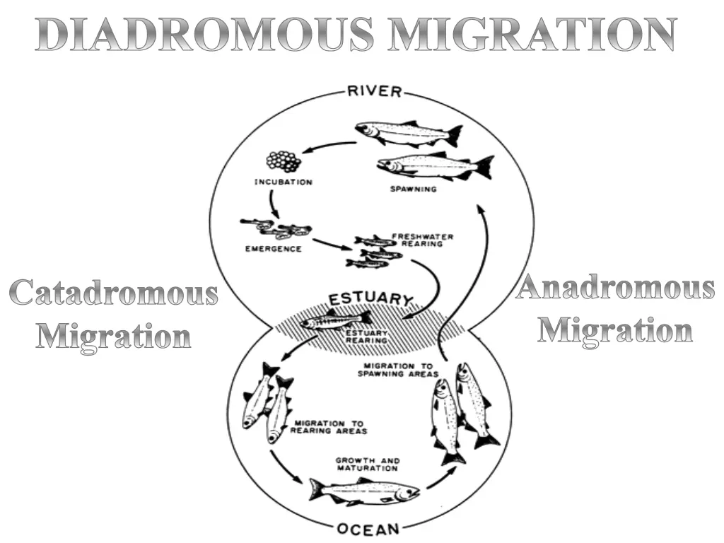 diadromous migration