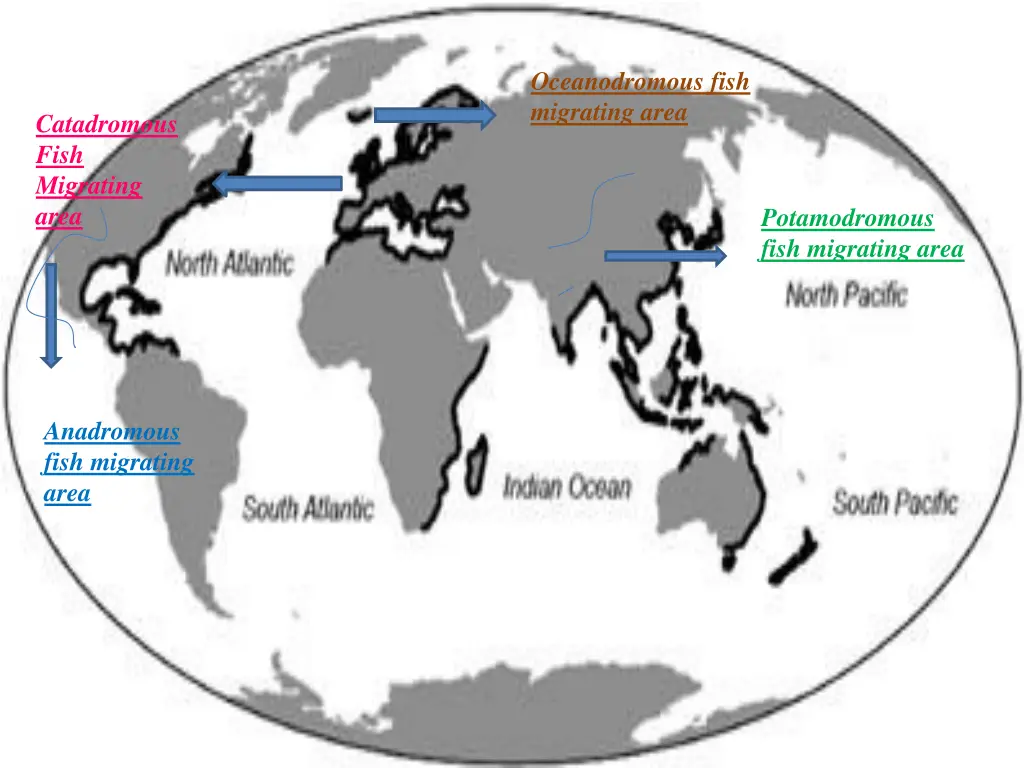 oceanodromous fish migrating area